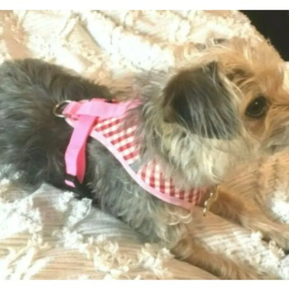 New No Pull Brown Gingham Small Dog/Cat Harness with Leash Soft Breathable